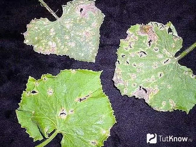 Spotted necrosis on grapes