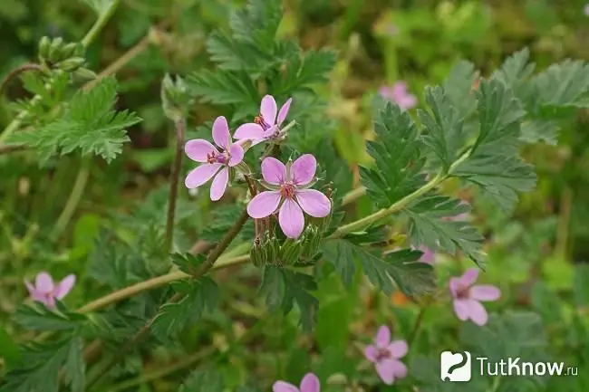 Cigüeña floreciente