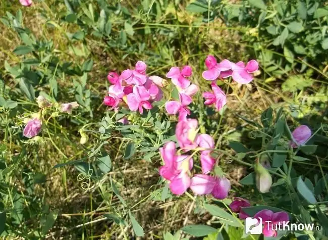 Sweet pea photo 4 Sweet pea photo 4