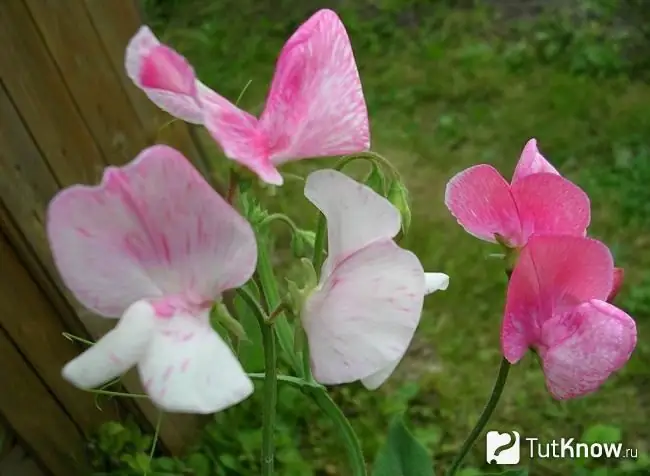 Sweet pea photo 5 Sweet pea photo 5