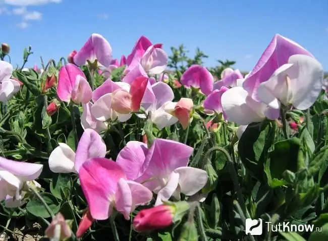 Sweet pea photo 2 Sweet pea photo 2