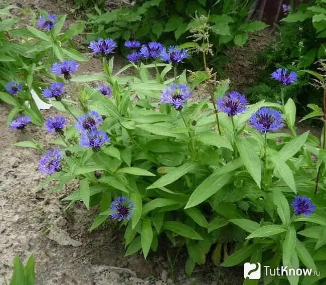 Namumulaklak ang cornflower