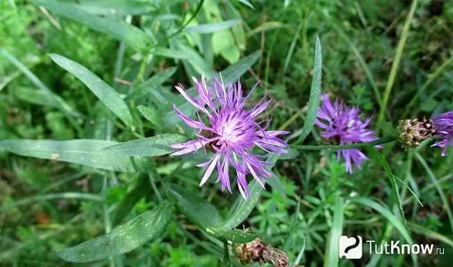 Floarea de porumb înflorită