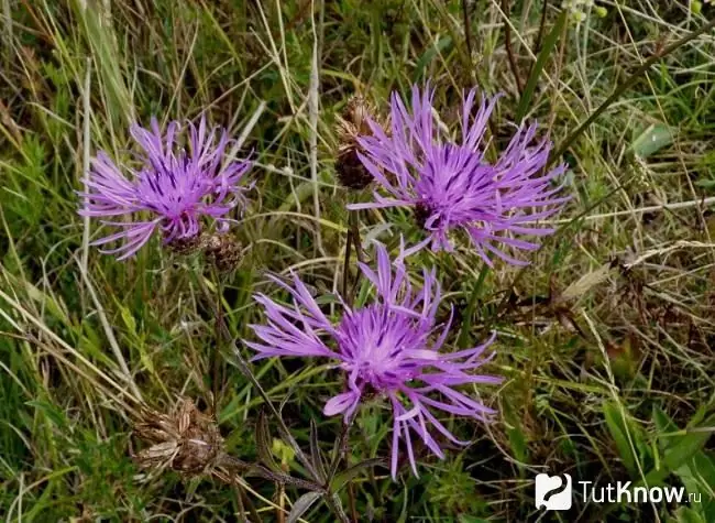 Lila mga bulaklak na cornflower