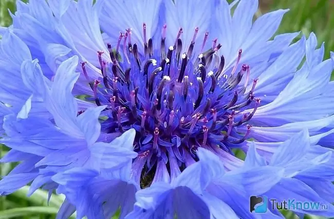 Di foto ada bunga jagung biru