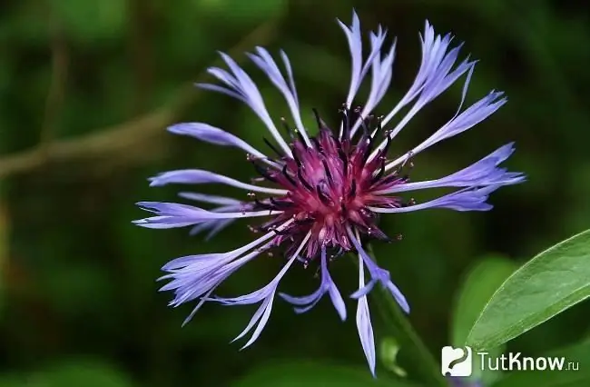 Sa larawan mayroong isang bundok na cornflower