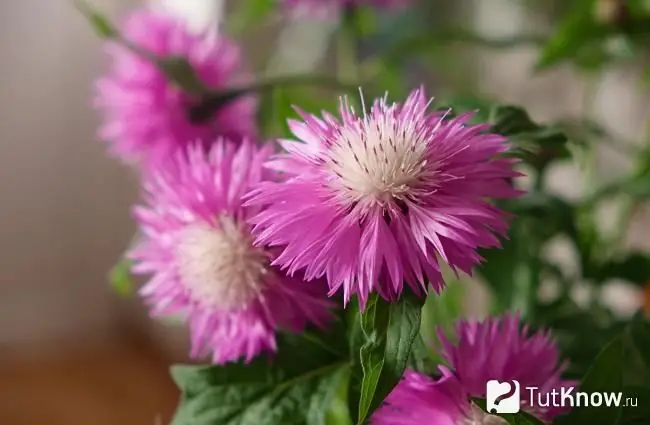 Sa larawan, isang puting puting cornflower