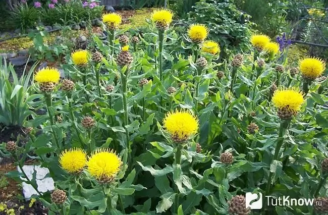 Sa larawan, isang malaking-ulo na cornflower