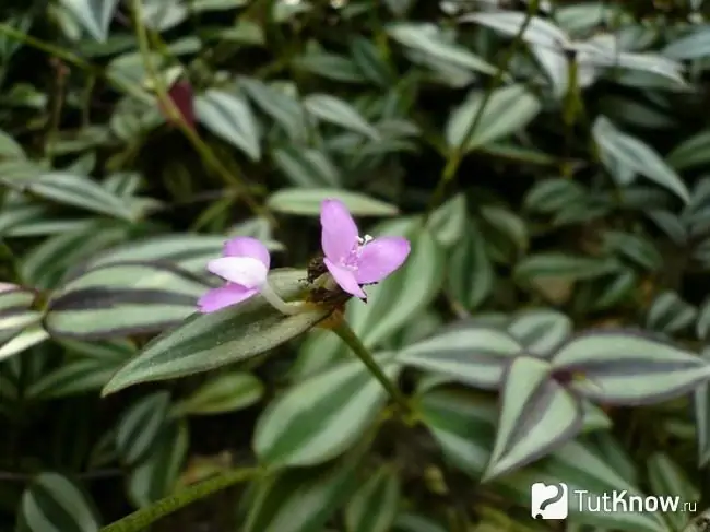 Fleurs de moustache dorées