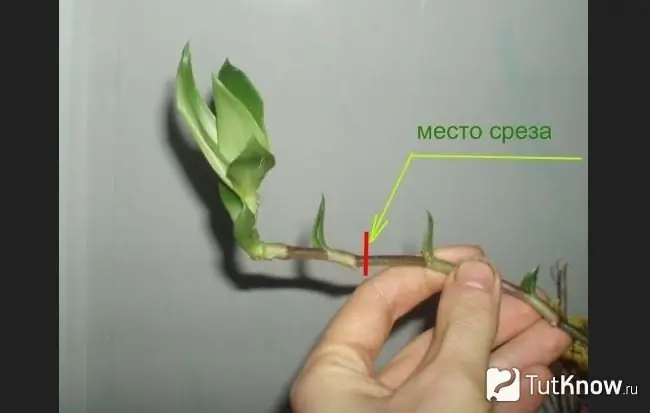 Propagation de Zembrana par bouturage