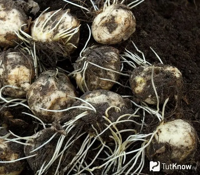 Bulbos de urogallo imperial