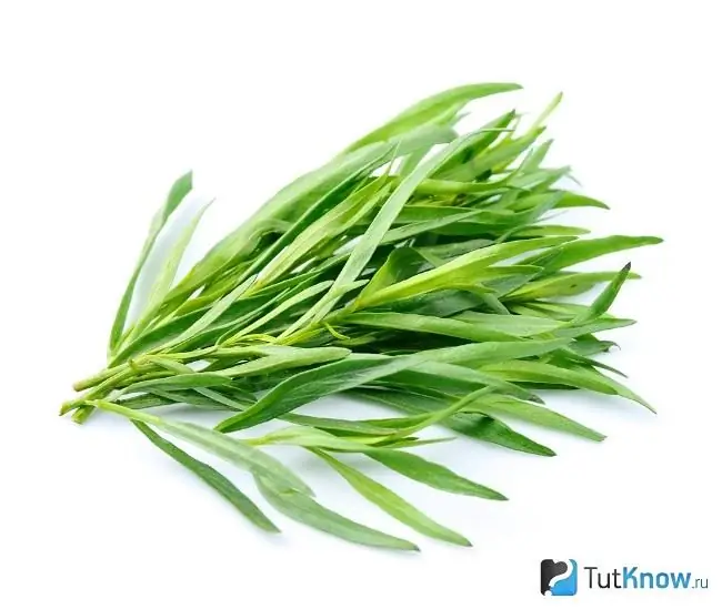 Batang tarragon