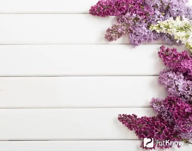 Lilas de diferentes colores en la mesa