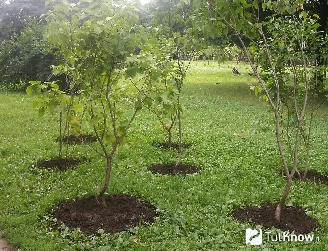 Planted lilac bushes