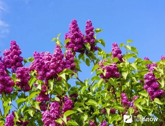 Lilac blomstrer