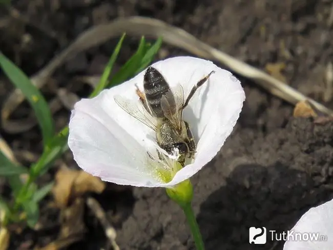 Čebela na poljskem cvetu bindweed