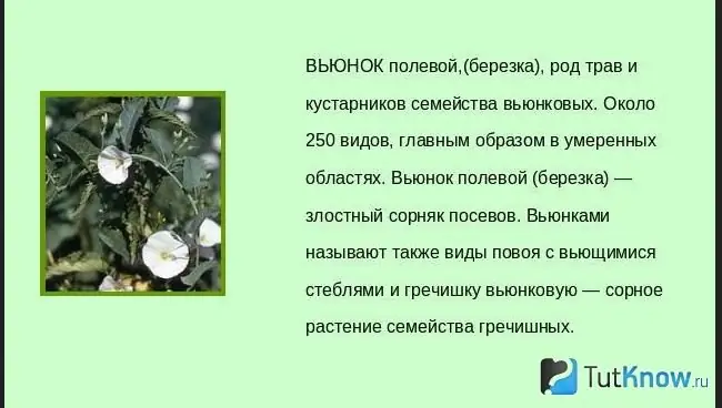 Mark bindweed certifikat