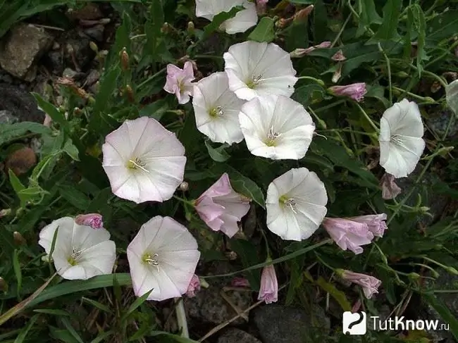 Flores de trepadeira de campo