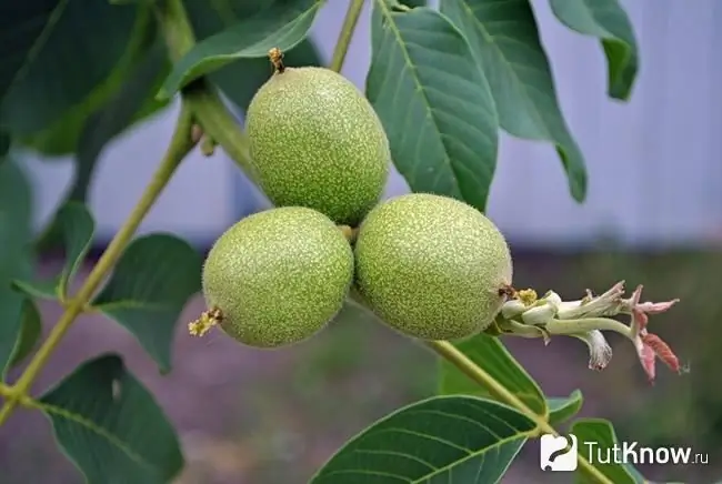 Walnuts tatu za kijani