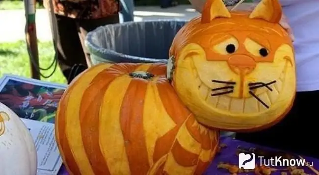 gatto zucca