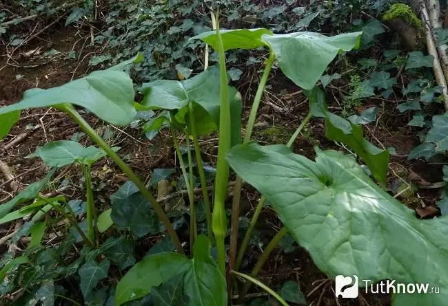 Feuilles d'arum