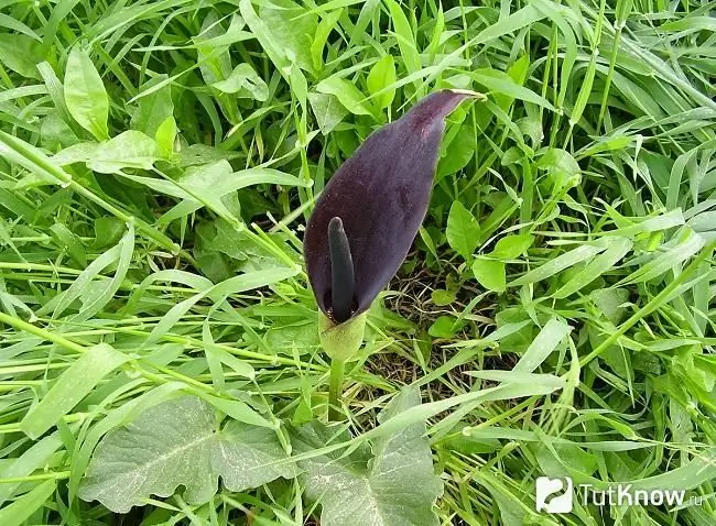 Arum суреті