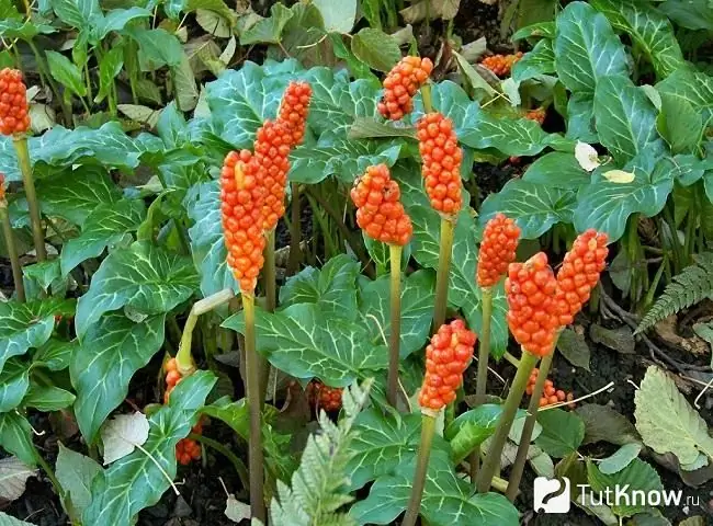 Variété d'arum