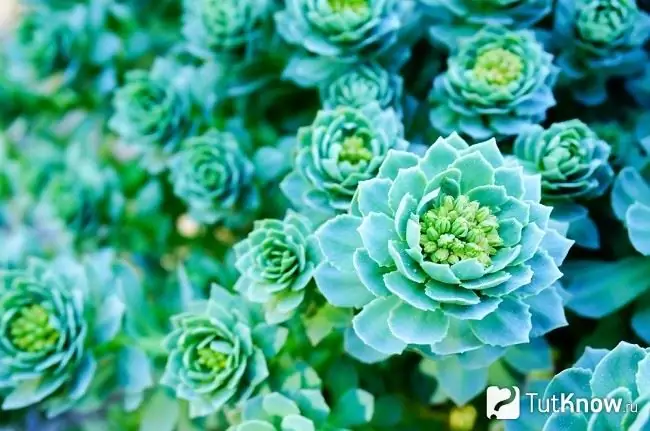 Virgin aeonium