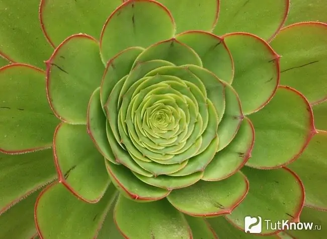 Aeonium залгуур