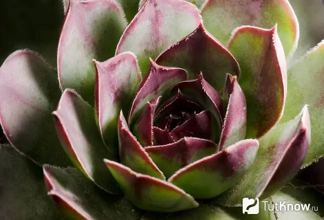 Das Aeonium löst sich auf