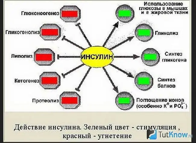 Схема на влиянието на инсулина върху процесите в човешкото тяло