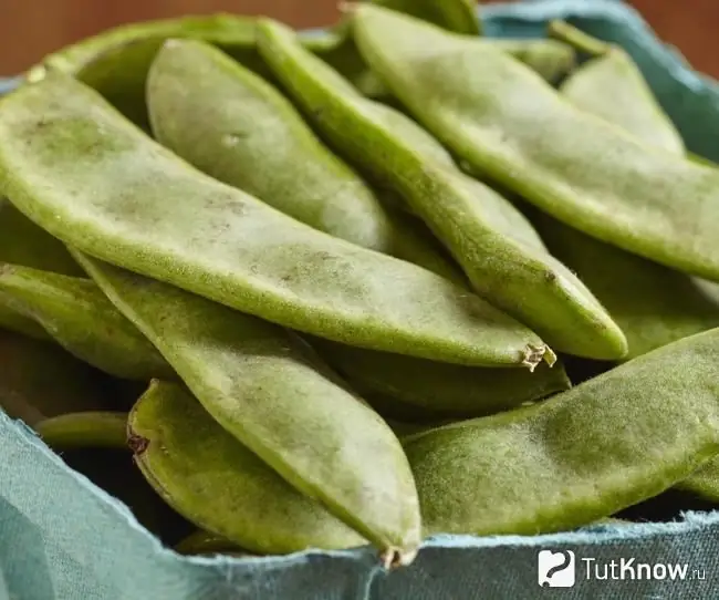 Lima Bean Pods