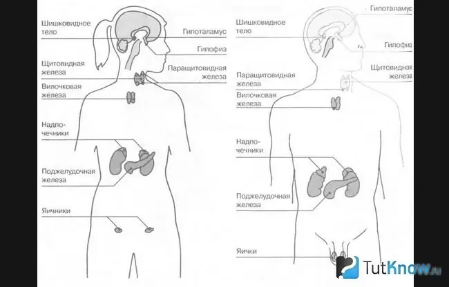 Schematische Darstellung des endokrinen Systems eines Mannes und einer Frau