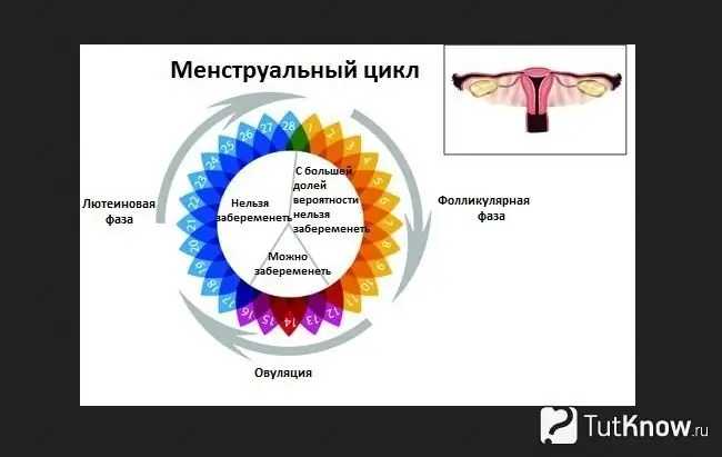 Représentation schématique du cycle menstruel d'une femme