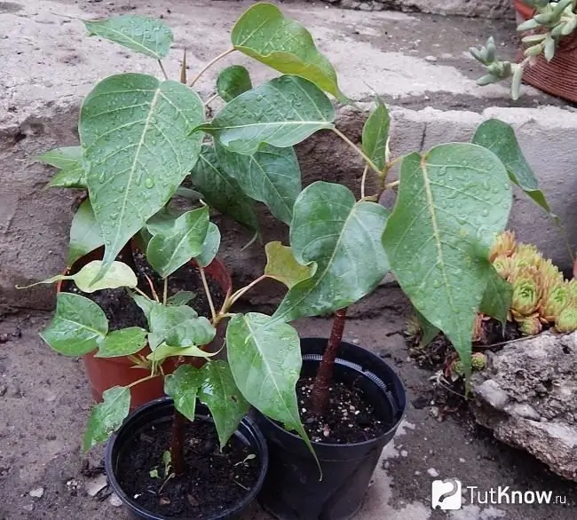 Heilige ficus in 'n blompot