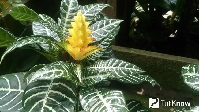 Afelandra blooms