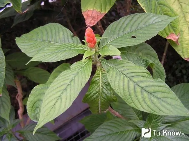 Diseased Afelandra Leaves