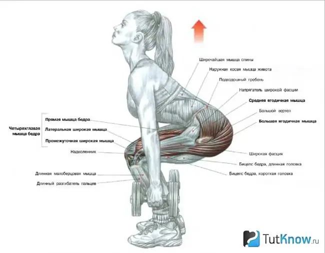 Squat muscles