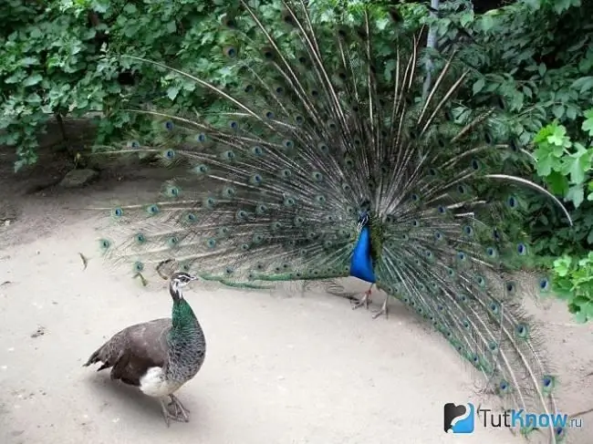 Indian peacocks