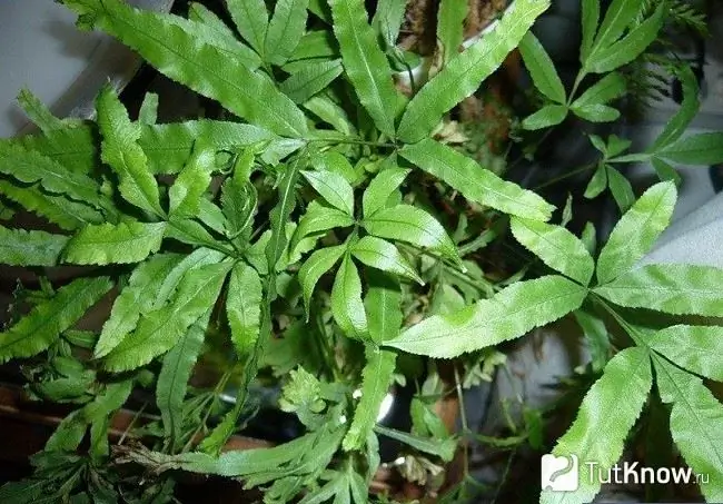 Pteris cretense