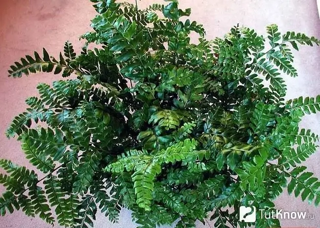 Răng giả Pteris