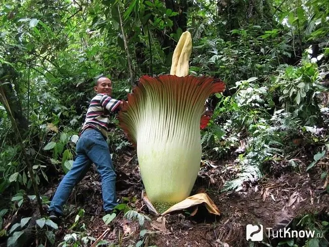 Lány amorphophallus virág közelében