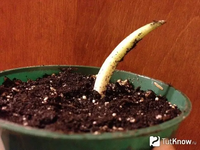 Brot d’Amorphophallus