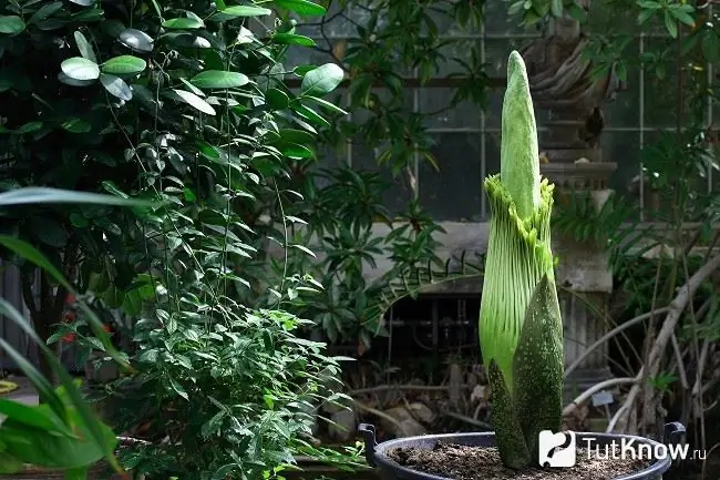 Amorphophallus i en kruka