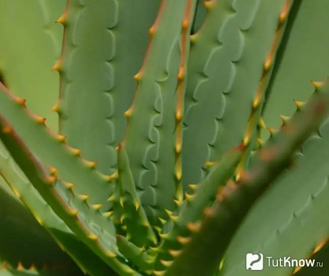 Aloe plante