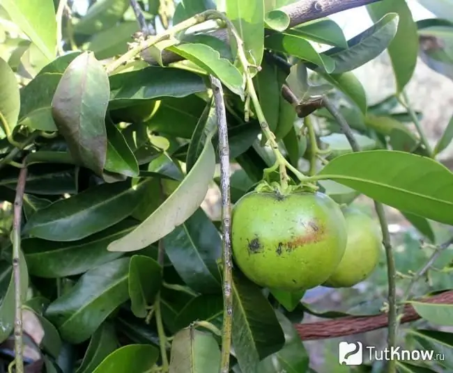 Čierny sapote na konári