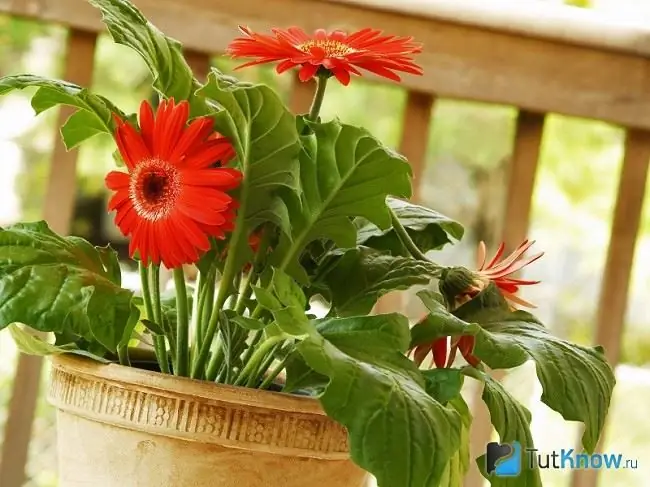 Gerbera en una olla