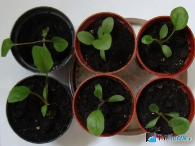 Brotos de gerbera