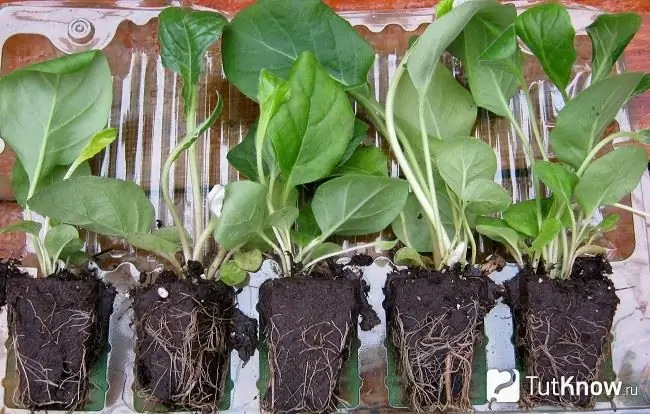 Young gerbera seedlings