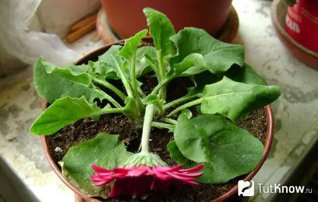 Gerbera in een bloempot